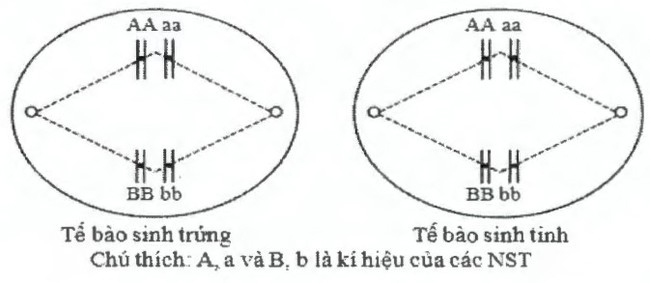 Đáp án đề minh họa 2020 môn Sinh học lần 2