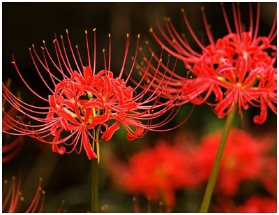 Thuyết minh về hoa Bỉ Ngạn