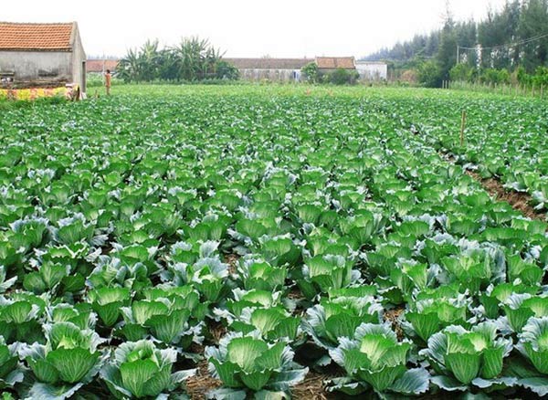 Tả vườn rau nhà em