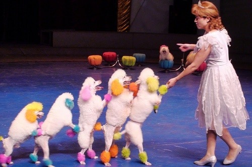 Kể về một buổi biểu diễn nghệ thuật ngắn