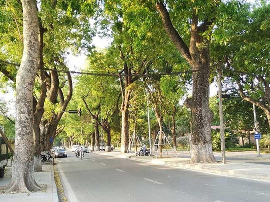 Tả cây có bóng  mát cây xà cừ