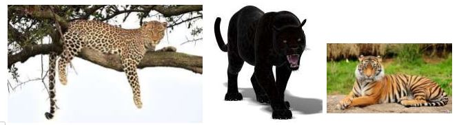 Đề thi Toán lớp 2 học kỳ 2