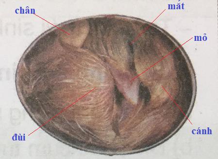 Giải Khoa học lớp 5 VNEN