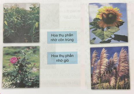 Giải Khoa học lớp 5 VNEN bài phiếu kiểm tra 3