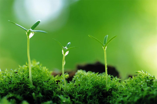 Đời phải trải qua giông tố nhưng không được cúi đầu trước giông tố