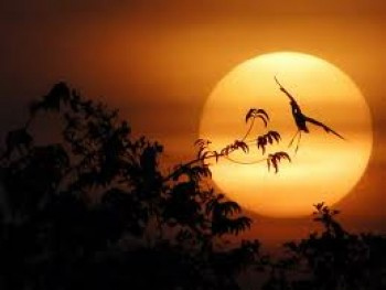 Cảm nhận về vẻ đẹp tâm hồn Bác trong bài thơ Chiều tối