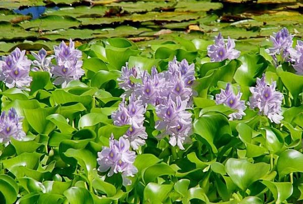 Phân tích hai khổ thơ đầu bài thơ Mùa xuân nho nhỏ