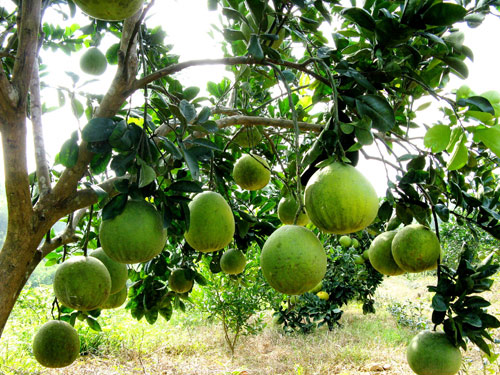 Bài văn tả cây bưởi lớp 2