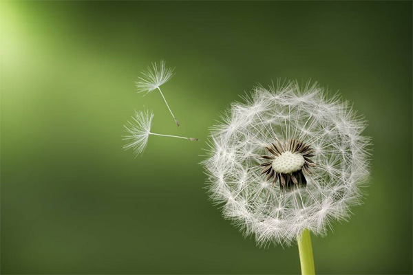 Nghị luận về mối quan hệ giữa thành công và hạnh phúc