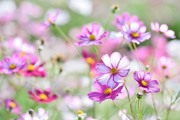 Nghị luận xã hội về sự cần thiết phải lan tỏa những việc tử tế trong xã hội ngày nay