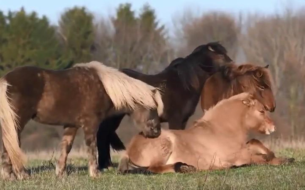 Một con ngựa đau cả tàu bỏ cỏ