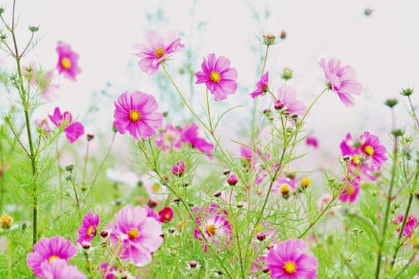 Nghị luận xã hội về quan điểm Chỉ có vào đại học thì cuộc đời mới có tương lai