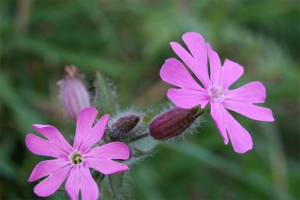 Nghị luận xã hội về quan điểm Trong rừng có rất nhiều lối đi, ta chọn lối đi chưa có dấu chân người
