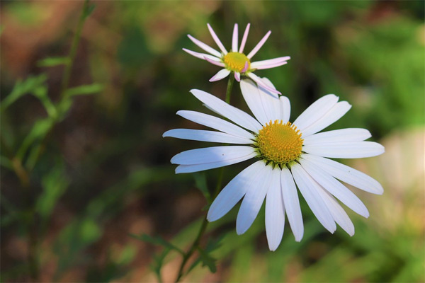 Nghị luận xã hội Con người càng phát triển cao về trí tuệ và đạo đức thì càng tự do