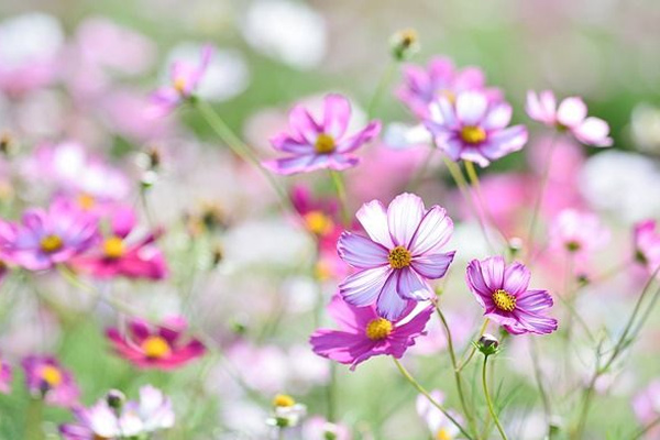 Nghị luận xã hội Sống đẹp đâu phải là những từ trống rỗng