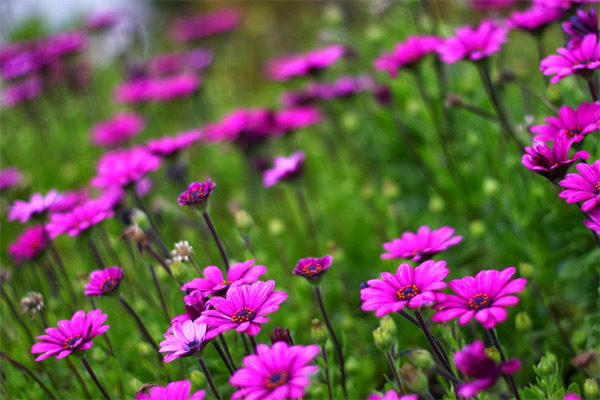 Nghị luận xã hội về mối quan hệ giữa tài và đức