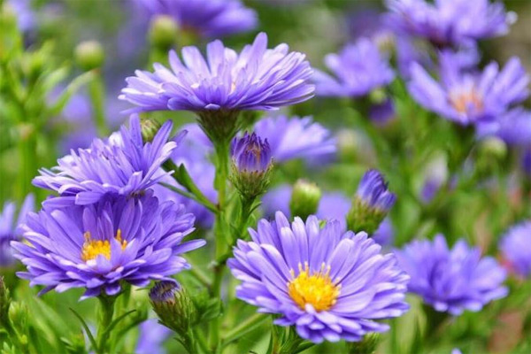 Nghị luận xã hội về trách nhiệm của thế hệ trẻ hôm nay trước đất nước dân tộc