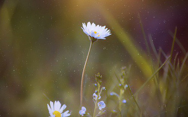 Nghị luận xã hội về ý kiến: Có người nói sống là không chờ đợi, có ý kiến khác cho rằng nên sống chậm