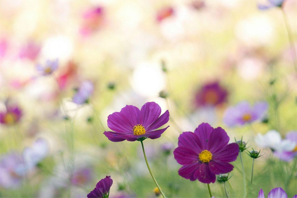 Nghị luận xã hội Facebook là con dao hai lưỡi với giới trẻ