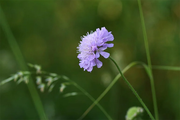 Nghị luận xã hội: Nghịch cảnh không chỉ là một phép thử của tình cảm mà còn là thước đo của trí tuệ và bản lĩnh