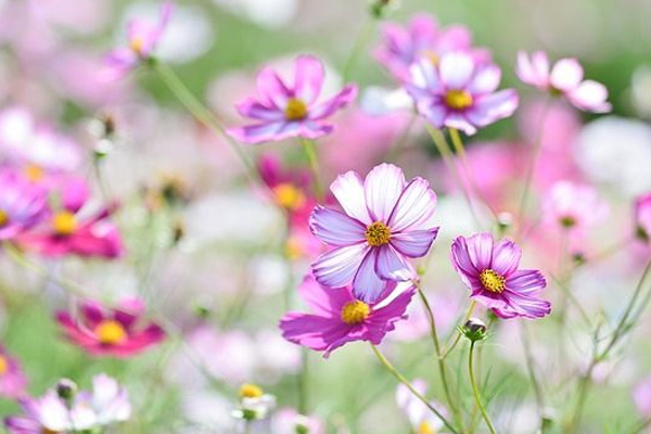 Nghị luận xã hội về thông điệp: Hãy giữ cho mình niềm đam mê khác biệt