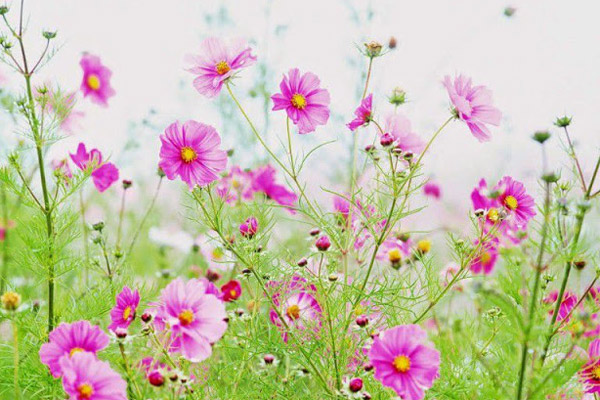 Nghị luận xã hội về ý thức học tập