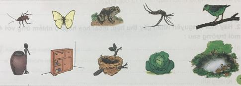 Giải Khoa học lớp 5 VNEN: Ôn tập và kiểm tra cuối năm