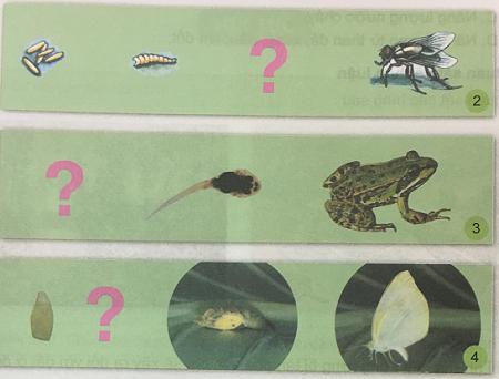 Giải Khoa học lớp 5 VNEN: Ôn tập và kiểm tra cuối năm