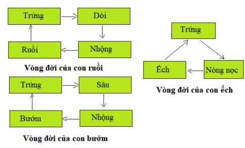 Giải Khoa học lớp 5 VNEN: Ôn tập và kiểm tra cuối năm