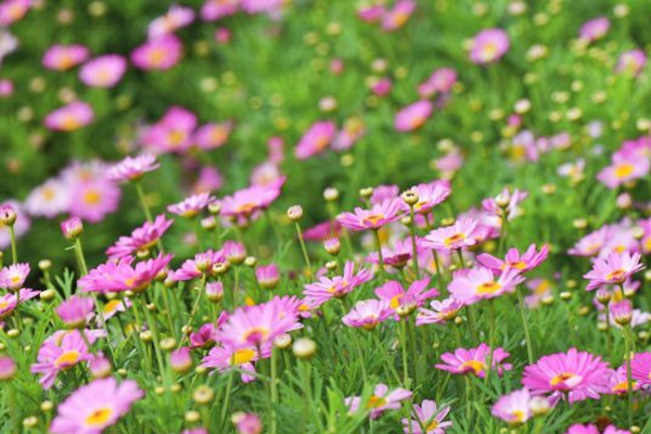 Nghị luận xã hội về danh và thực