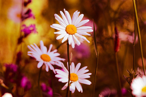 Nghị luận xã hội về kỹ năng sống