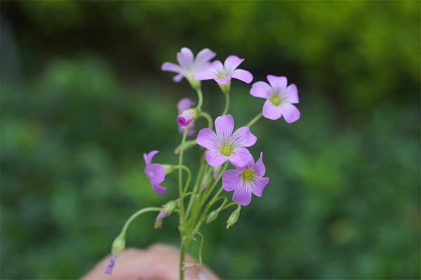 Nghị luận về câu nói: Khi người chỉ sống vì mình, thì trở thành người thừa với những người còn lại