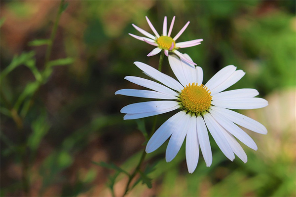 Nghị luận vấn đề khen và chê