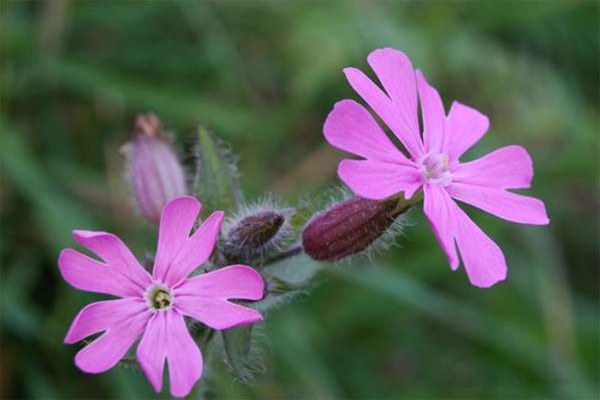 Nghị luận về câu nói: Nếu tôi không đốt lửa; Nếu anh không đốt lửa; Nếu chúng ta không đốt lửa; thì làm sao Bóng tối sẽ trở thành Ánh sáng