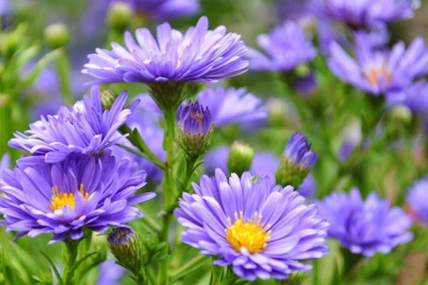 Bài nghị luận xã hội 200 chữ bàn về tinh thần tự học