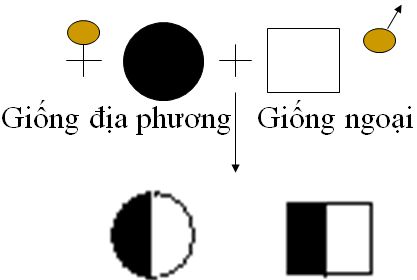 lý thuyết công nghệ 10