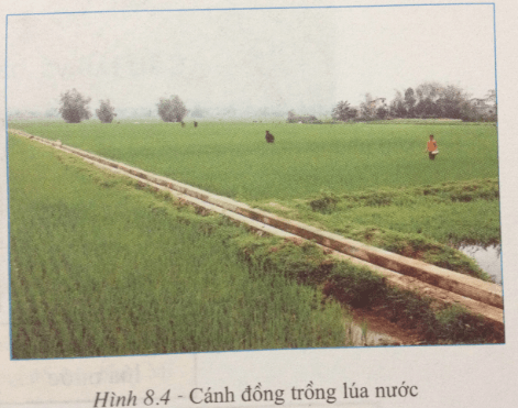 Giải bài tập Địa lí 7