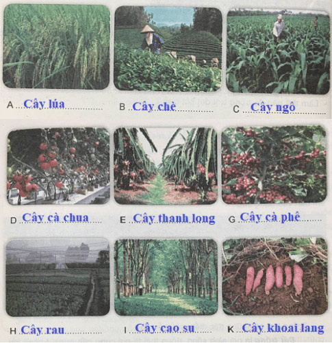 Vai trò, đặc điểm, các yếu tố ảnh hưởng và các phương thức trồng trọt