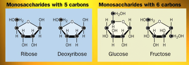 lý thuyết sinh học 10