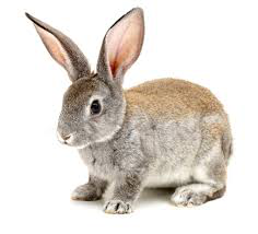 Ôn hè lớp 1 lên lớp 2 môn Anh