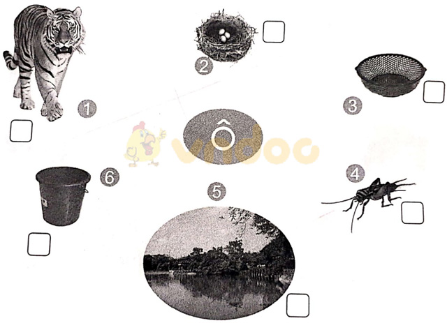 Giải vở bài tập Tiếng Việt 1 Cánh Diều Bài 4: o, ô