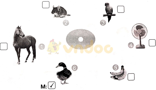 Giải vở bài tập Tiếng Việt 1 Cánh Diều Bài 5: cỏ, cọ