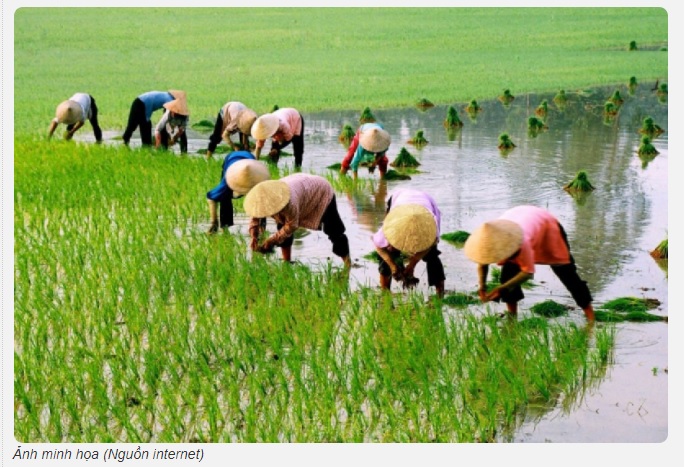Dàn ý thuyết minh về cây lúa