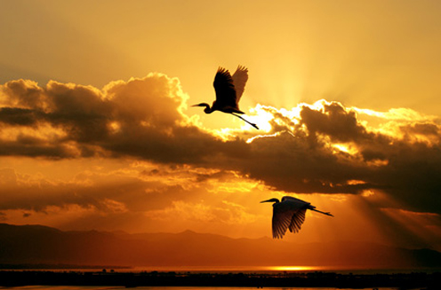 Kết bài truyện ngắn Cố hương