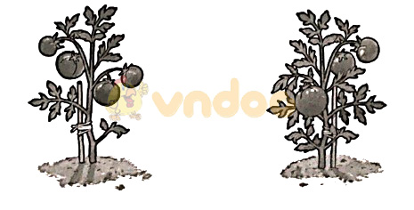 Giải vở bài tập Toán lớp 1 trang 20