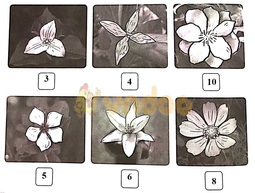 Giải vở bài tập Toán lớp 1 trang 24, 25, 26