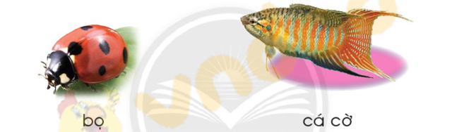 Giải Bài tập Tiếng Việt lớp 1 trang 20 Bài 1: Ơ, ơ