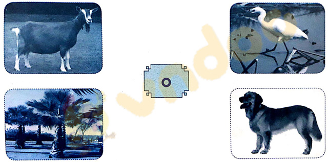 Giải Vở bài tập Tiếng Việt lớp 1 trang 9 Bài 6: O, o