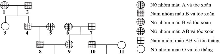 Lý thuyết Sinh học 12