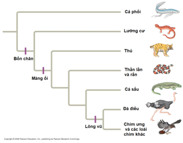 Lý thuyết sinh học 12